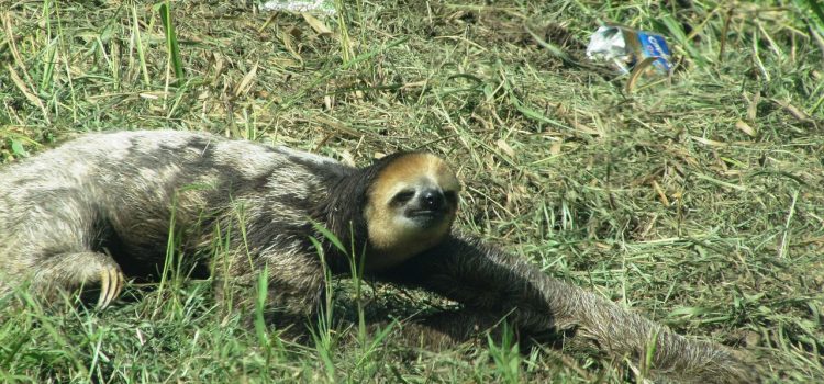 Découvrez le magnifique Sentier de la Mirande : une randonnée époustouflante au cœur de la nature sauvage